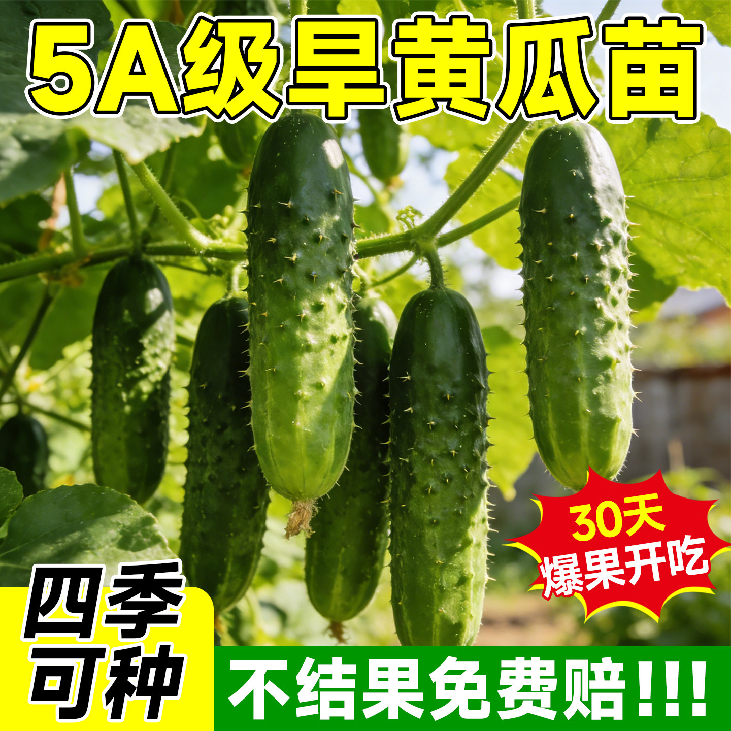 旱黄瓜苗秧苗老品种水果黄瓜种籽苗春秋季播高产抗病阳台盆栽菜苗