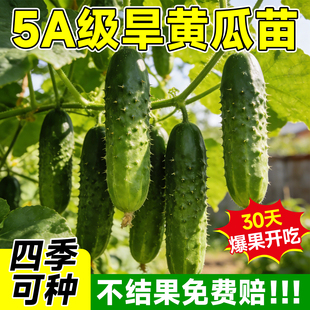 旱黄瓜苗秧苗老品种水果黄瓜种籽苗春秋季播高产抗病阳台盆栽菜苗