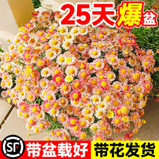 蜜糖玛格丽特花苗菊花盆栽花卉植物室内鲜花绿植阳台好养四季开花