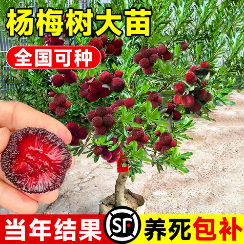 【正宗嫁接大苗】仙居东魁杨梅树