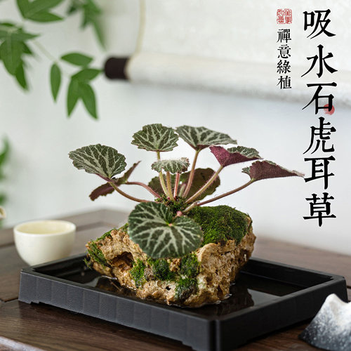 虎耳草吸水石绿植水培植物