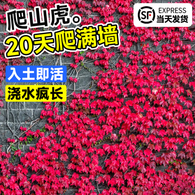 秋冬变色五叶爬山虎大苗
