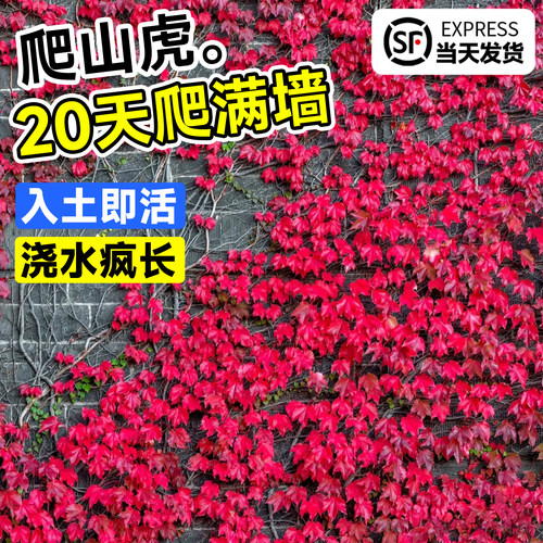 秋冬变色五叶爬山虎大苗