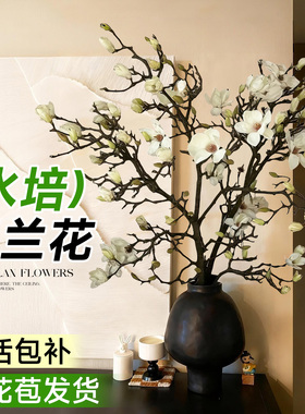 水培植物玉兰花鲜花云南基地直发室内好水养鲜切枝花束插花瓶花卉