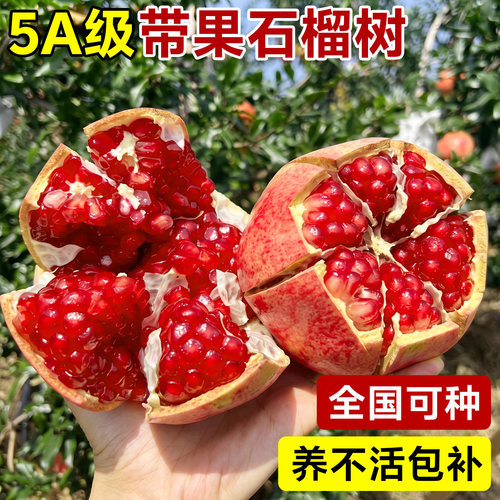 【带果发货】软籽石榴树苗包结果