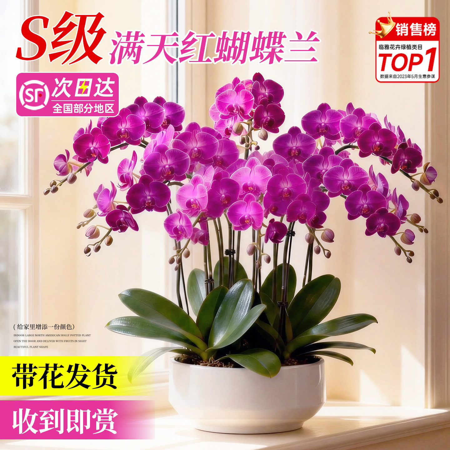 蝴蝶兰盆栽带花特大号花卉盆栽室内客厅易养活2026新款年宵花真花,鲜花速递/花卉仿真/绿植园艺,国兰/杂交兰/洋兰类,淘宝优惠券,粉丝福利购,淘宝优惠卷