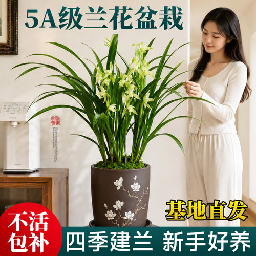 【基地直发】特级兰花不活包补
