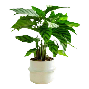 翠叶竹芋植物盆栽青苹果叶蝉孔雀绿植室内客厅办公室花卉易活四季