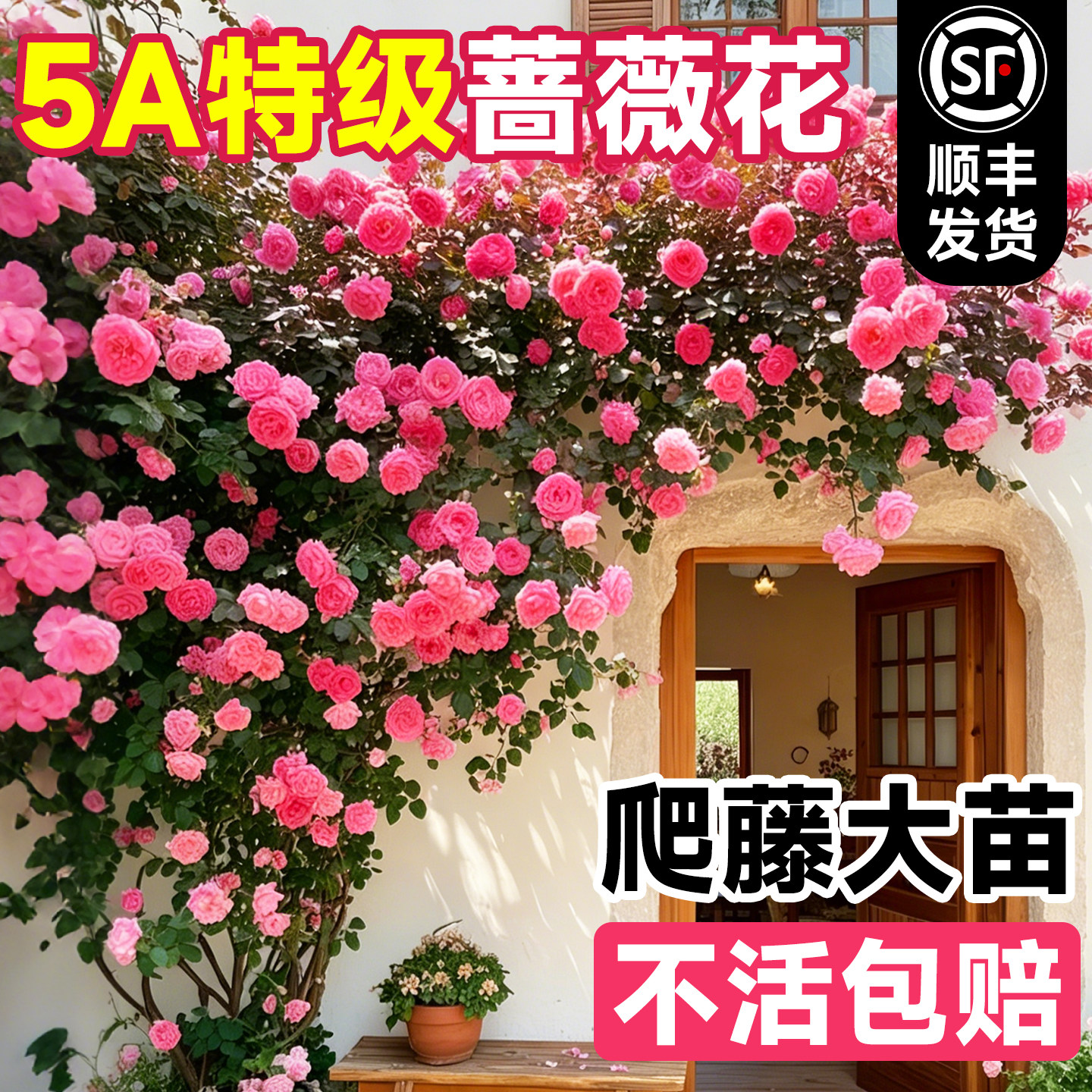 蔷薇花苗藤本月季爬藤四季开花爬墙植物庭院树苗盆栽花卉大全鲜花
