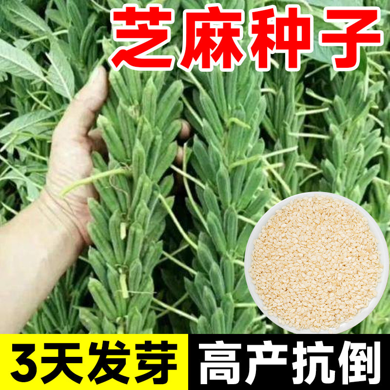 高产白芝麻种子早熟高油黑芝麻种籽子阳台庭院四季蔬菜种孑苗盆栽