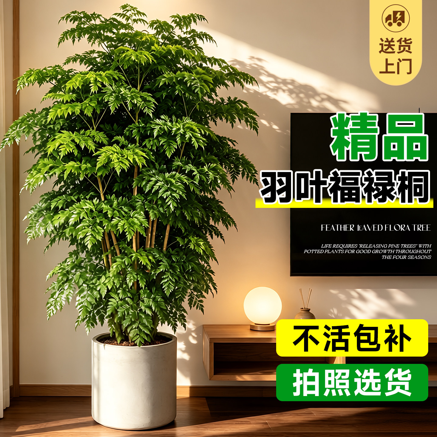 福禄桐盆栽大型绿植好养轻奢造型图片