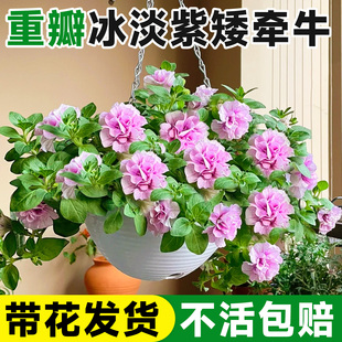 重瓣矮牵牛花苗盆栽带花苞室内阳台庭院高端花卉鲜花垂吊植物好养