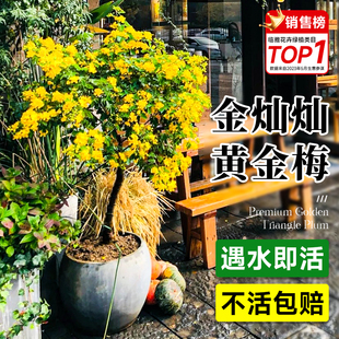 黄金梅盆栽苗带花苞四季带花绿植室内花期超长的花卉盆栽易活四季