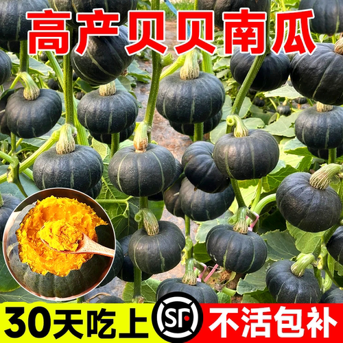 【高产品种】贝贝南瓜板栗味种植