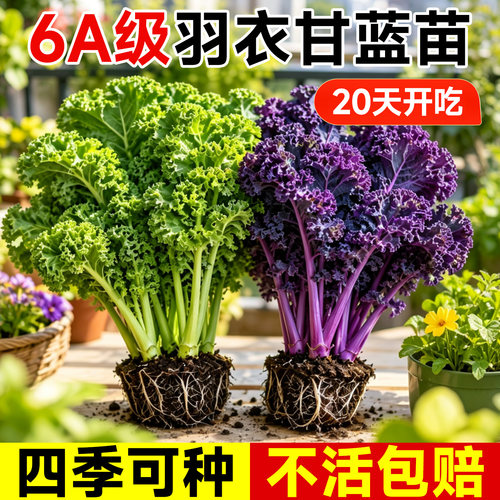 正宗羽衣甘蓝种子可食用种籽苗孑