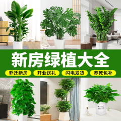 去甲醛新房绿植盆栽绿萝室内客厅大型绿植物乔迁搬家开业送礼禄植