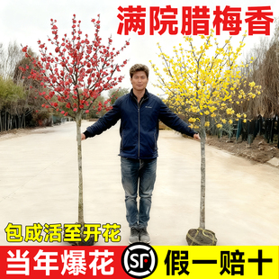 腊梅花树苗耐寒耐冻嫁接红梅树庭院地栽原生带花苞盆栽花卉绿植物