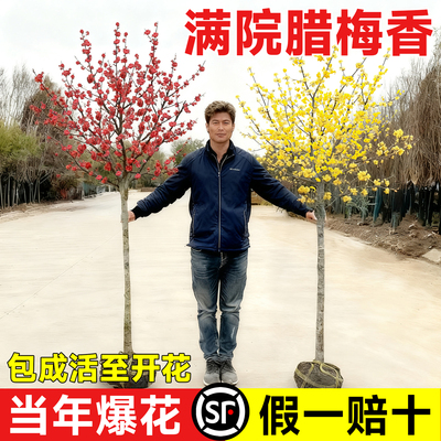 【当年爆花】耐冻好养满院腊梅香