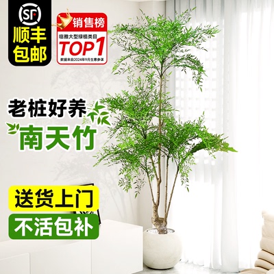 南天竹造型真树好养简单常青好看