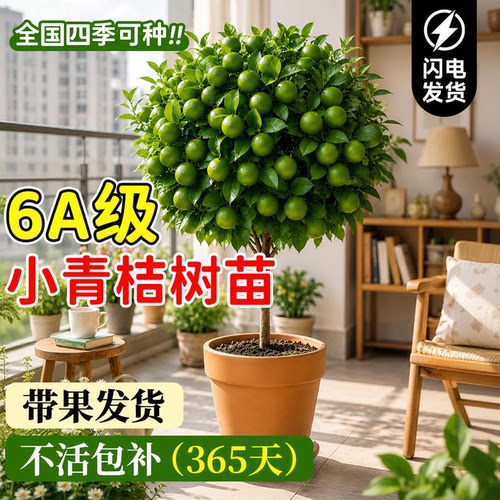 【四季结果】正宗海南小青桔