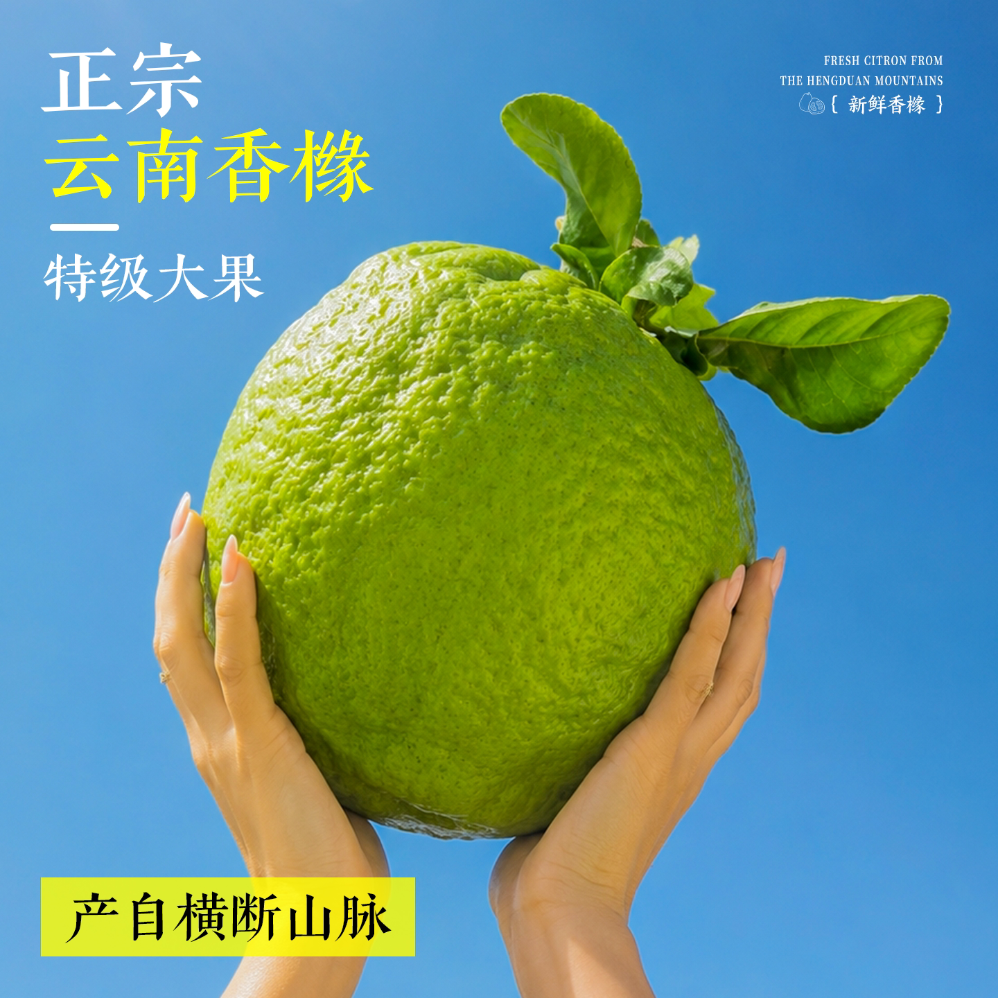云南香橼果新鲜闻香摆件大鲜果现摘现发室内观赏精品佛手采摘食用