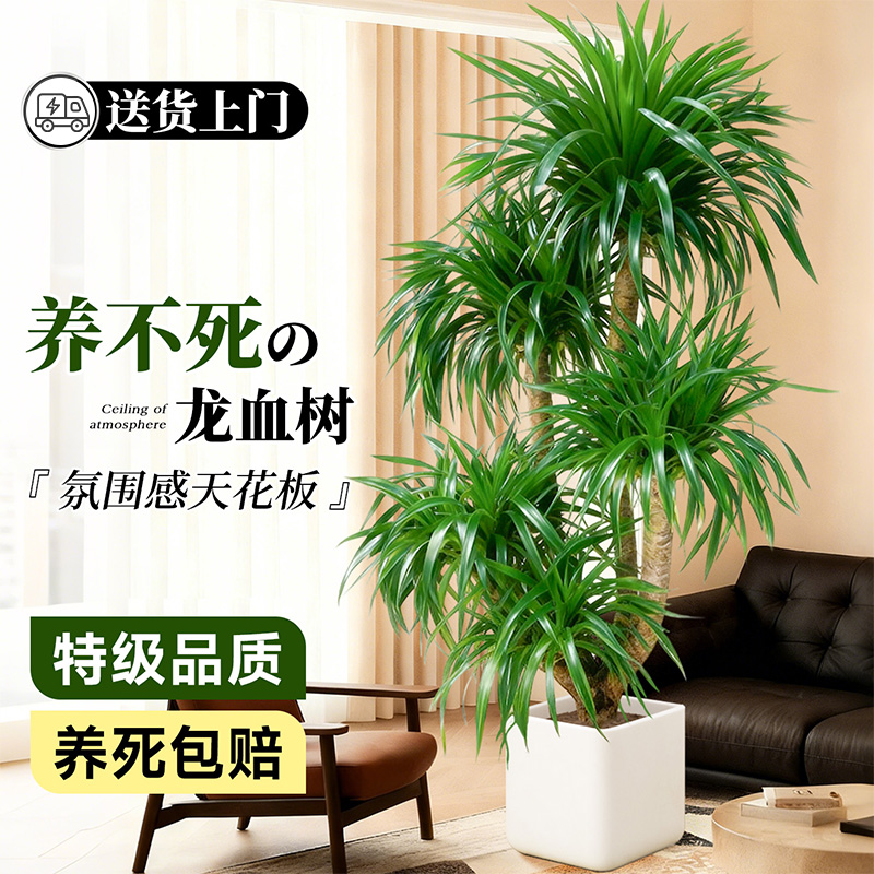 【特级品质】大型龙血树室内轻奢
