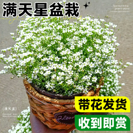 满天星盆栽带花苞室内阳台花苗庭院地栽四季开花卉草花易活好养活