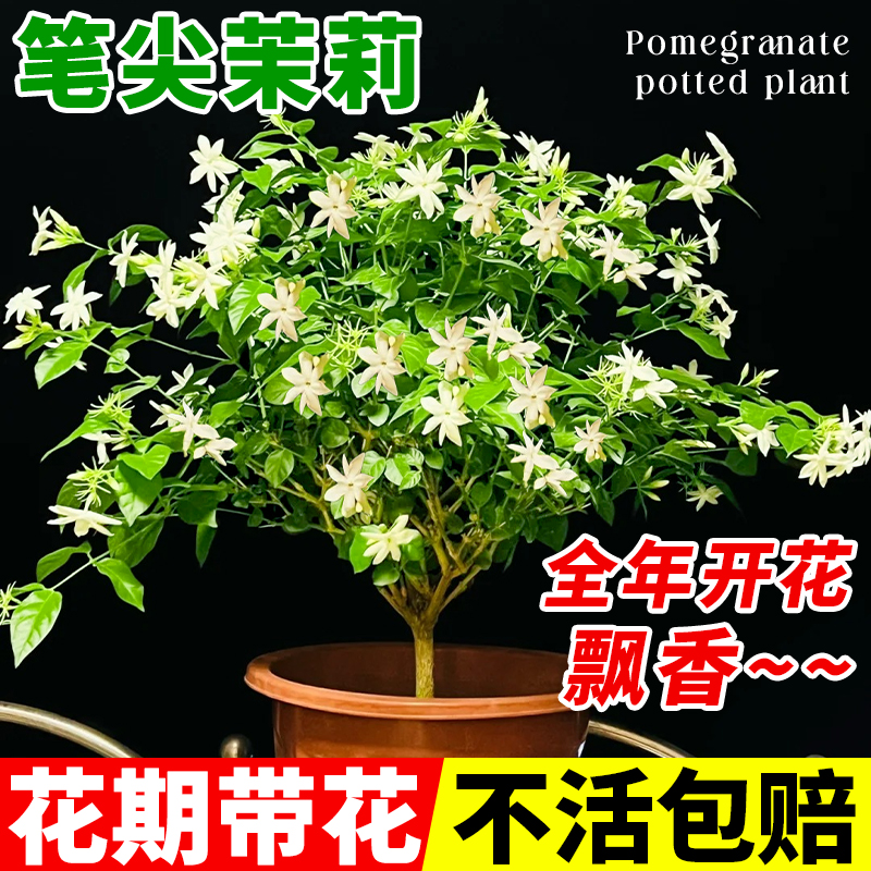 单瓣笔尖茉莉老桩独杆重瓣茉莉花带花苞花苗好养四季开花绿植盆栽