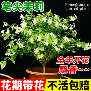 开花绿植盆栽 单瓣笔尖茉莉老桩独杆重瓣茉莉花带花苞花苗好养四季