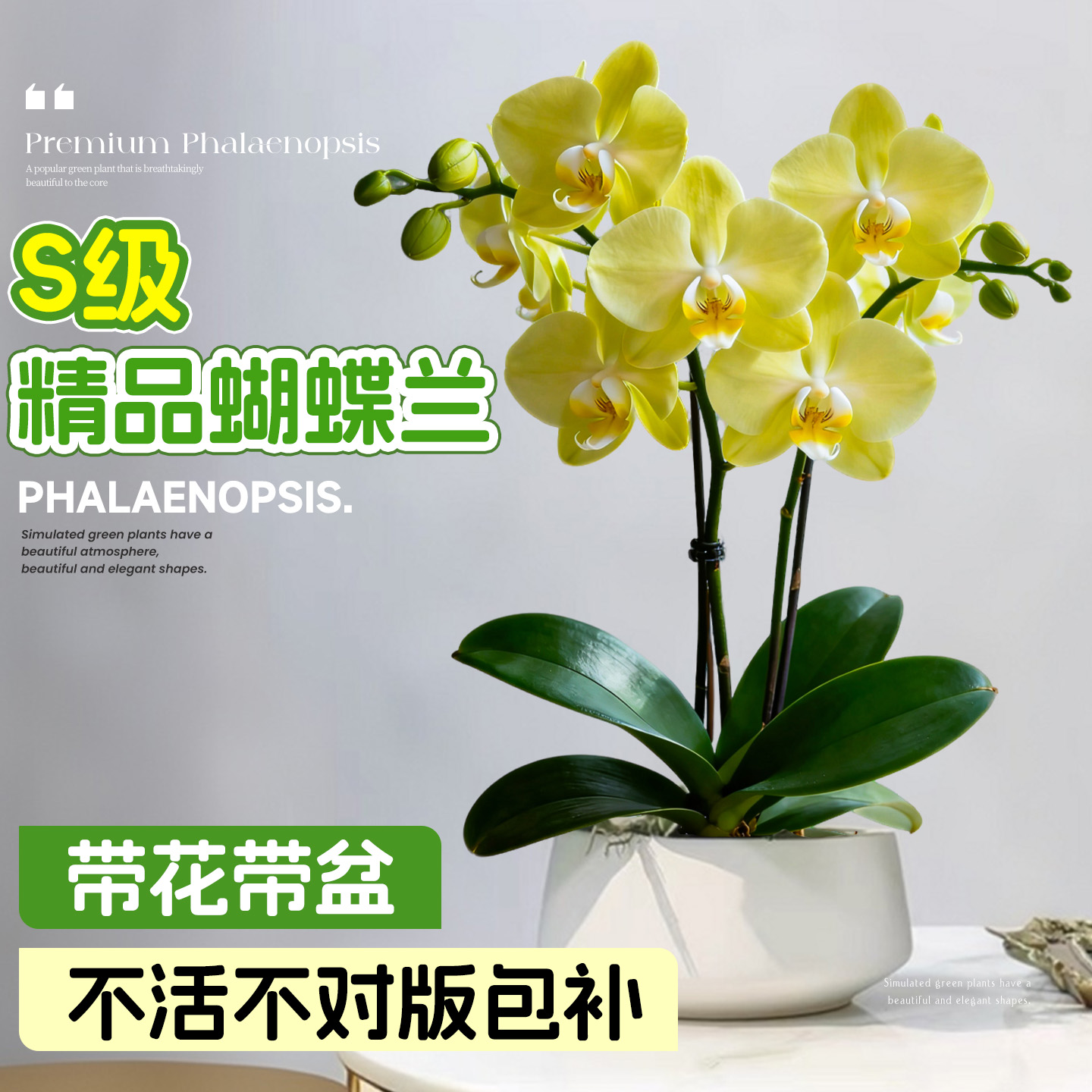 精品蝴蝶兰带花盆栽室内四季好养