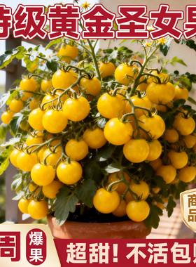 黄色圣女果小番茄苗秧小番茄苗千禧盆栽水果矮生老品种蔬菜种子籽
