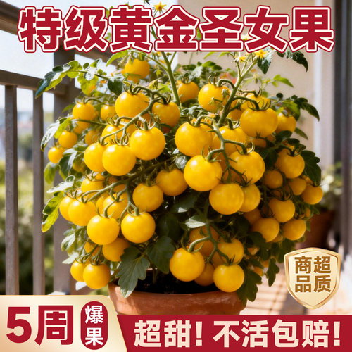 四季结果脆甜多汁小番茄