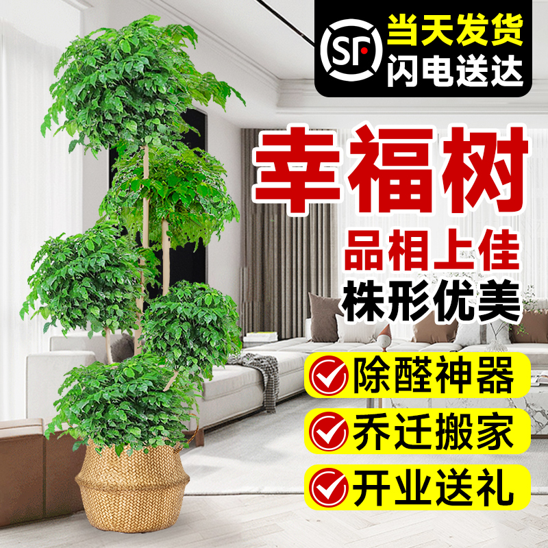 幸福树客厅盆栽大型植物老桩绿植大花盆室内平安树吸甲醛四季好养