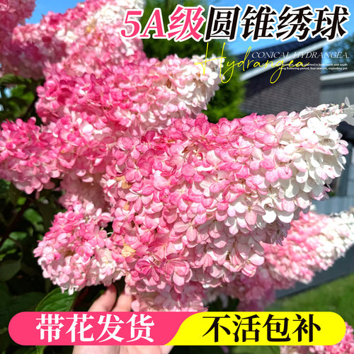 香草草莓绣球盆栽圆锥绣球花苗庭院花镜植物别墅地栽北方耐寒花卉