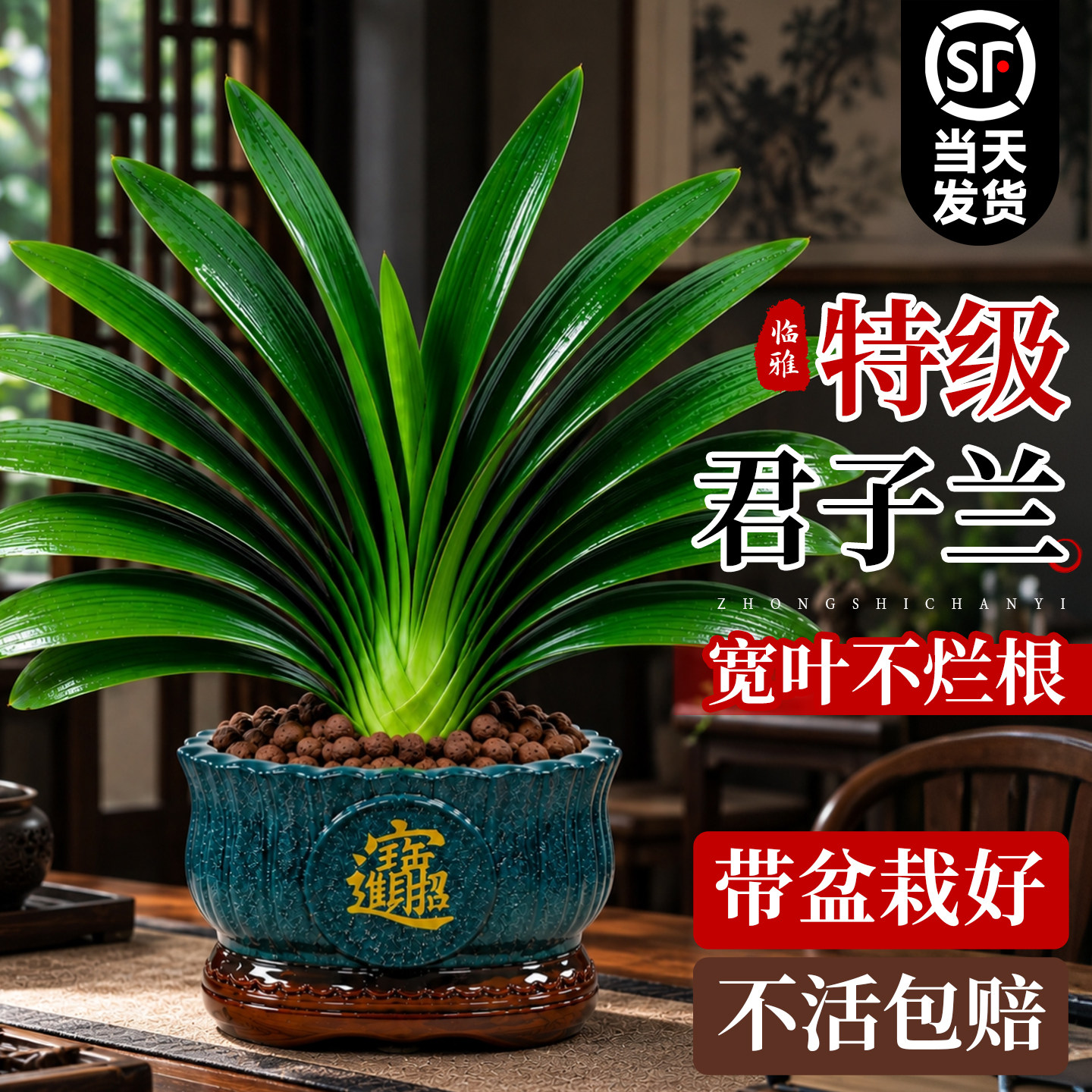 君子兰盆栽带花苞特大号名贵精品老苗室内客厅桌面绿植四季好养活