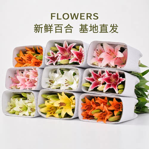 【索尔邦】特级香水百合鲜切花