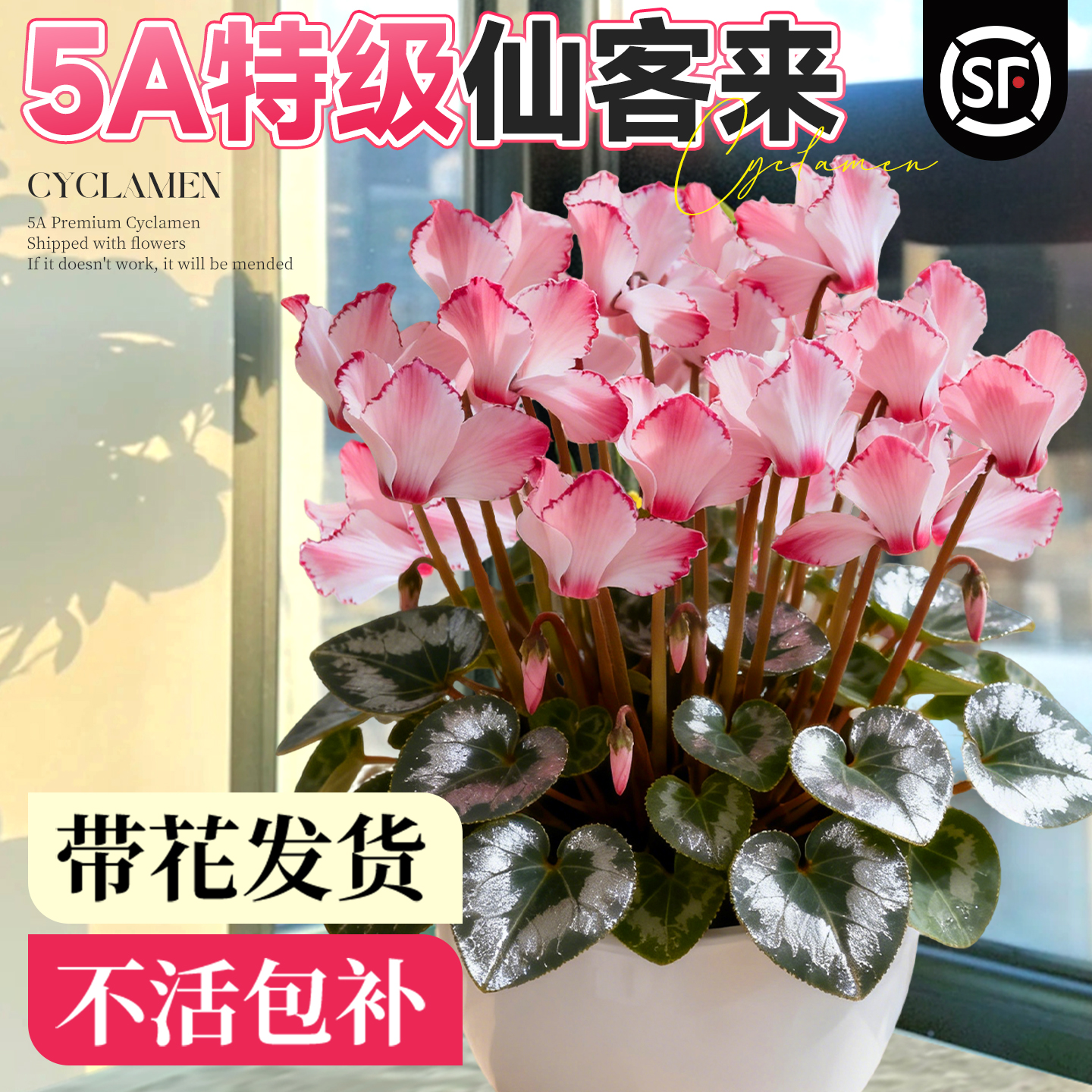 5A仙客来盆栽带花发货收到即赏