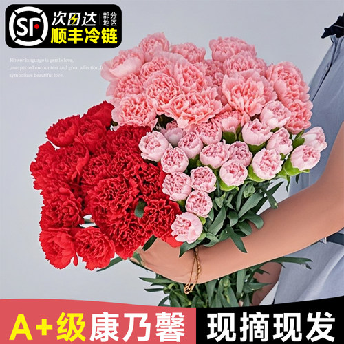 【次日达】康乃馨鲜花卉云南直发