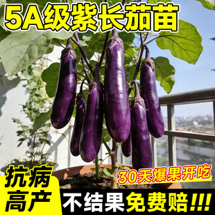 紫长茄秧苗茄子苗带土嫁接老品种黑紫茄杭茄种籽子春季蔬菜苗大全