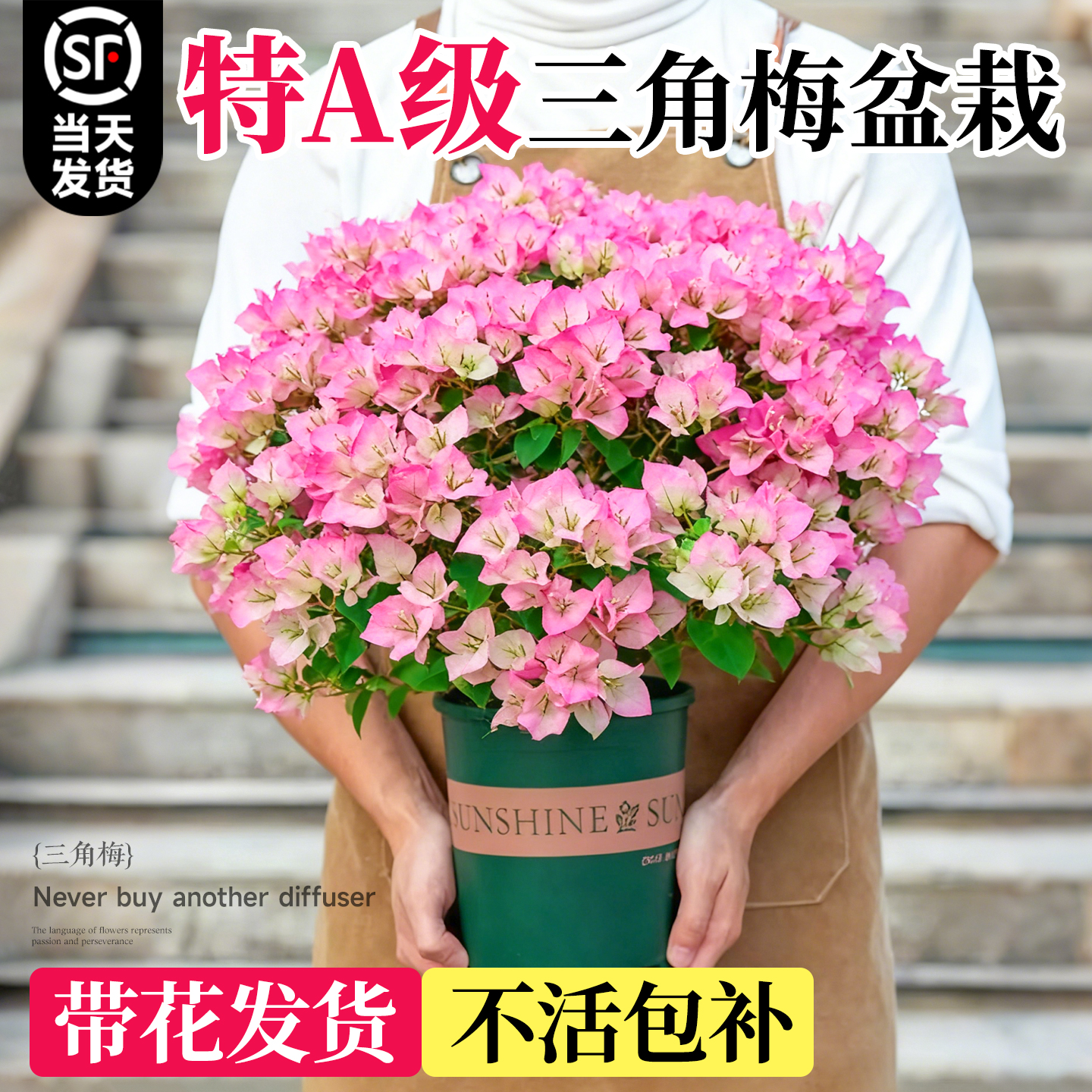 【带花发货】特级三角梅不活包赔