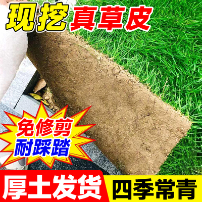 【带厚土真草皮】四季常青免修剪