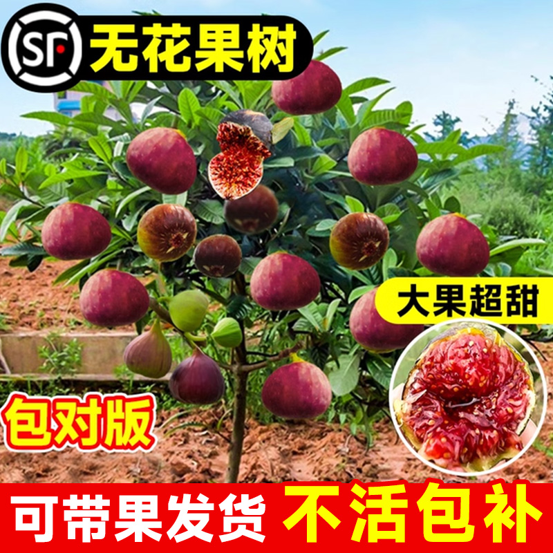 精品无花果大苗带果发货不活包赔