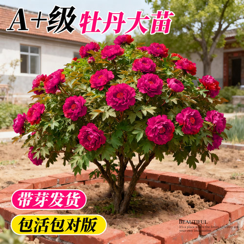 【带芽发货】牡丹大苗包成活开花