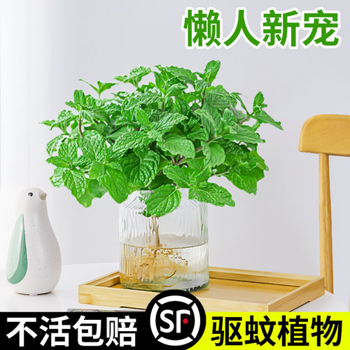 薄荷水培植物四季可种好养驱蚊