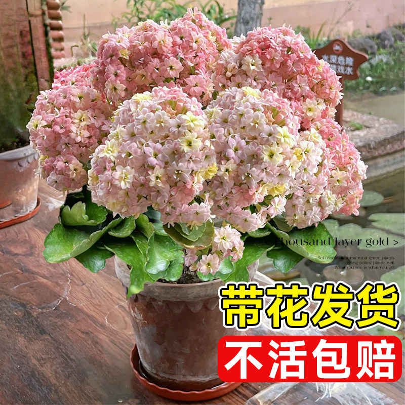 长寿花盆栽大花金狐狸四季开室内阳台植物带花苗高级装饰花卉禄植