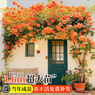 蔷薇花苗藤本月季花树大苗庭院爬藤植物阳台花卉爬墙玫瑰耐寒盆栽
