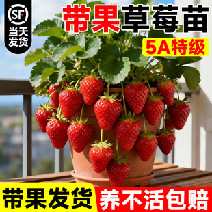 带果草莓苗盆栽苗秧高产特大号奶油玄玉四季结果庭院阳台批发新苗