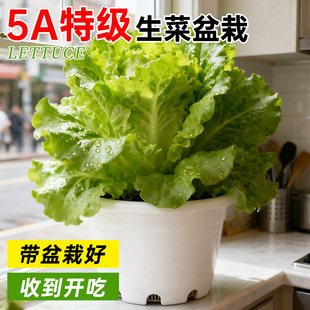 生菜盆栽阳台种植即食桌面办公室内盆栽四季长青好养懒人盆景植物