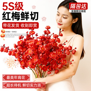 红梅干枝水培鲜枝真花室内花卉绿植物梅花鲜花家用插花桃花鲜切花