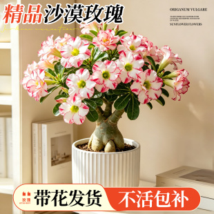 沙漠玫瑰盆栽重瓣带花苞老桩特大四季开花卉庭院室内阳台耐旱植物